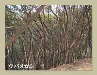 ウバメガシ